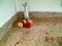 Εικόνα της Shivakashi ή Ivory Brown